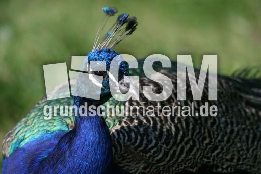 Blauer-Pfau-6.jpg